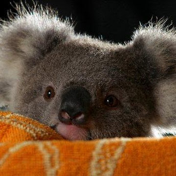 罗予晨的个人资料照片